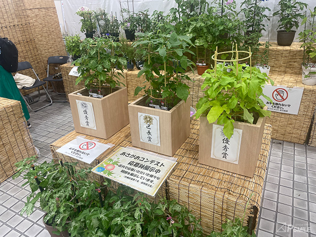 あさがお展示会